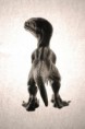 /album/kepgaleria-raptor/alu-raptor-2-jpg/